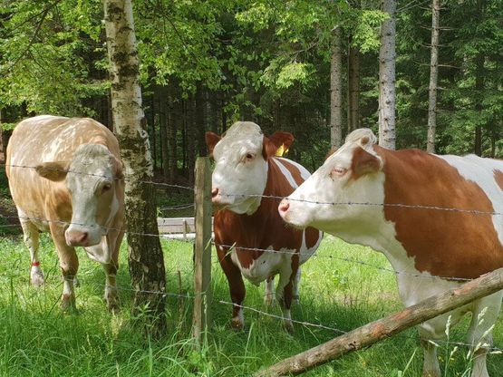 Urlaub am Bauernhof